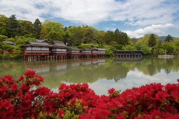 長岡天満宮のキリシマツツジ 