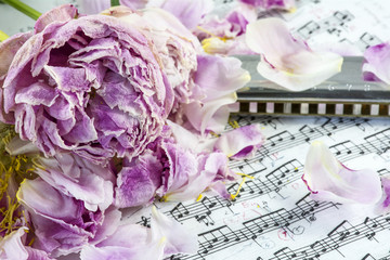 Several withered pink peonies with harmonica are on the musical notes with many petals