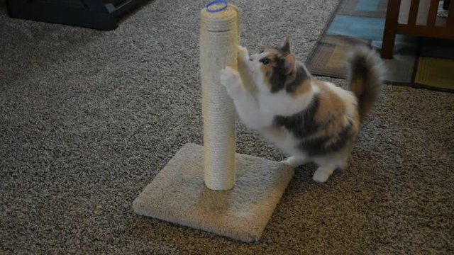 An adult domesticated female muted calico cat uses a scratching post in a living room, and grabs a toy sitting on top and puts it in her mouth.