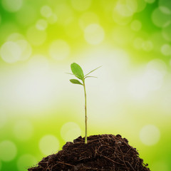 Sprout growing up
