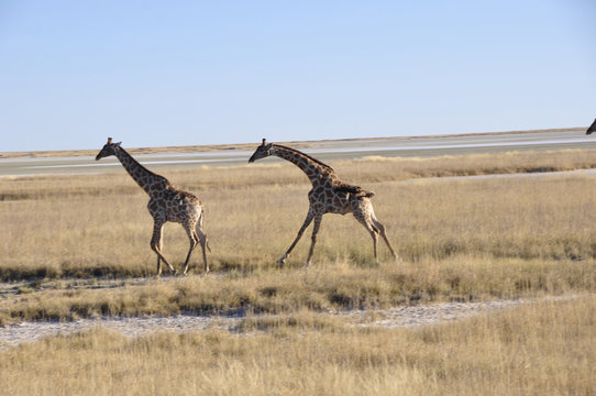 Giraffen  beim Namutomi Camp im Etosha Nationalpark. Girafs at N