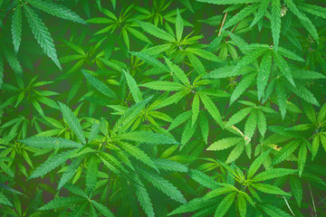 green background with thickets of cannabis closeup