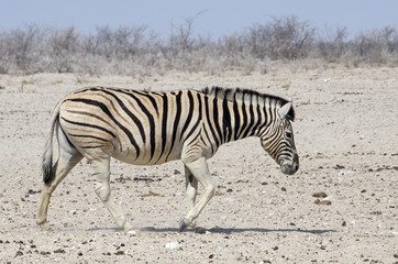 Zebra