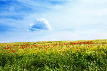 Meadow with wild red poppies and a clear blue sky
