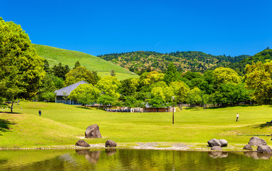 Fototapeta premium Grounds of Nara Park in Kansai Region - Japan