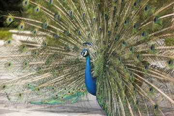 Obraz premium Peacock