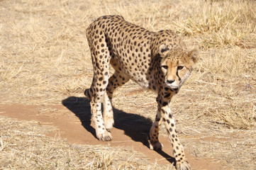 Naklejka na ściany i meble Rund 300 Leoparden leben noch in Namibia