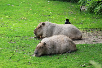 Wasserschweine (Capybaras) ruhen sich auf einer Wiese aus