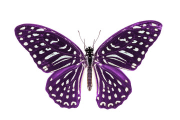 Fototapeta na wymiar Purple Spotted Zebra butterfly