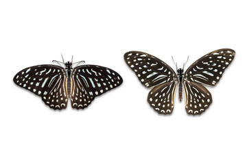 Fototapeta na wymiar Spotted Zebra butterfly