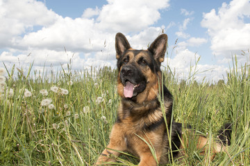 Dog german shepherd on the field in summer day