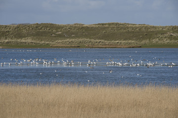 birds on the island Texel