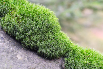 Fluffy moss in detail