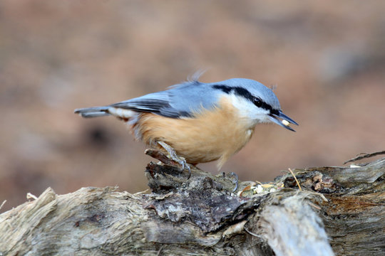 Picchio muratore sitta europaea