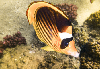 Fish-butterfly.Marine Life in the Red Sea