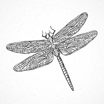 Dragonfly vector illustration. Flying insect black and white hand drawn outline sketch