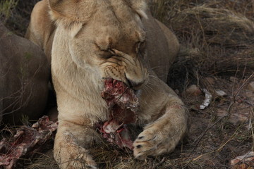 lioness eating, western cape, south africa