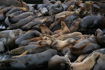 sea lions on pier 39, san francisco