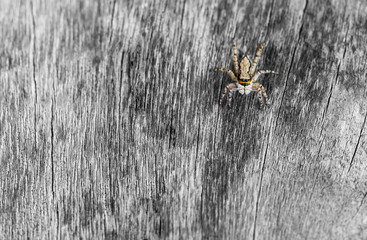 spider on wood