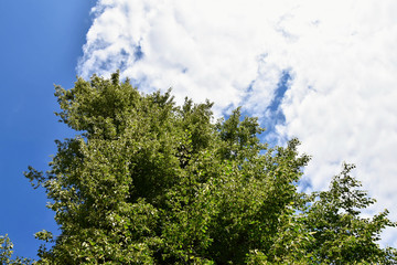 Small-leaved linden blossoms. On the background of sky with clouds. Tilia cordata
