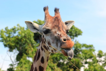 Giraffe zeigt die Zunge (Zunge zeigen)