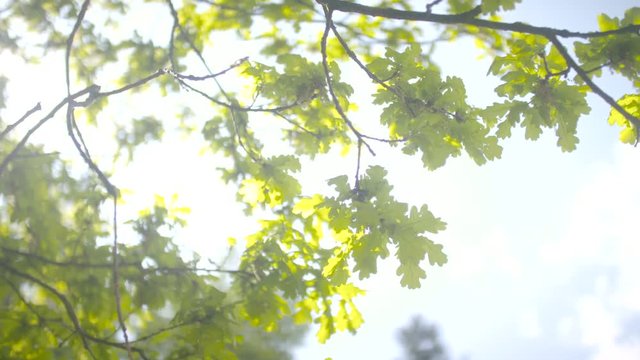 Sun shines through green leaves
