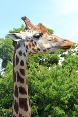 Kopf und Hals einer Giraffe im Profil (Seitenansicht)