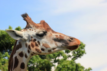 Kopf einer Giraffe im Profil