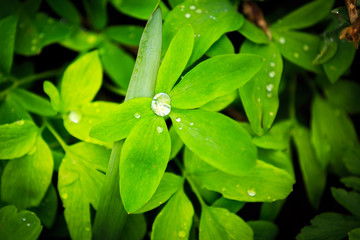 green plants afer rain