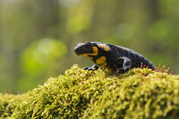 Black Yellow  Salamander in the forest