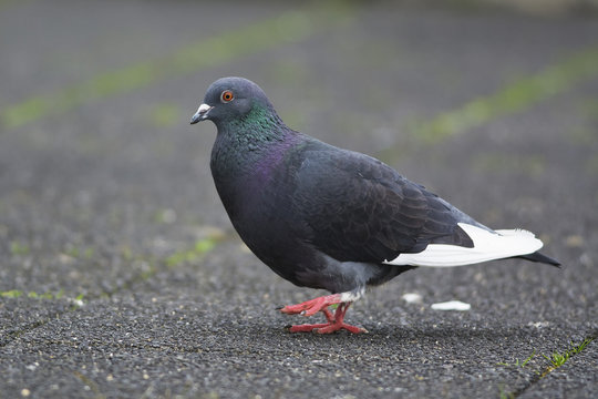 Pigeon in the city