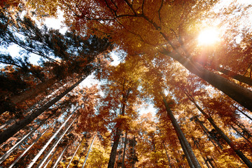 Magnifique forêt d'automne avec soleil dans les feuilles © Chlorophylle