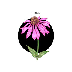 Image of flower Echinacea