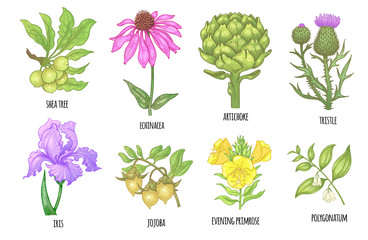 Set of medical plants.
