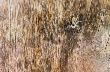spider on wood