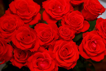 Natural red roses background