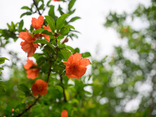 The pomegranate flower is beautiful
