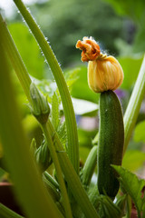 Fototapety  owoc cukinii z kwiatkiem na roślinie w ogródku warzywnym
