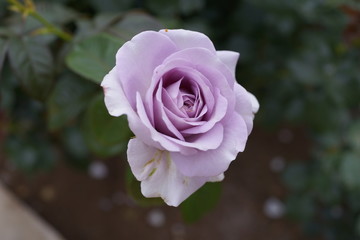 紫の薔薇　紫色