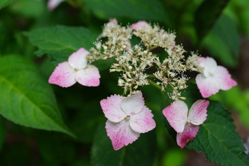 紫陽花　アジサイ