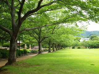 Fototapeta na wymiar 初夏の日の緑葉と化した桜並木