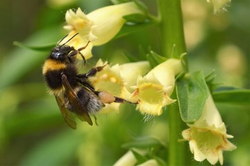 Close-up image of a Bumble bee visiting a Yellow Foxglove.