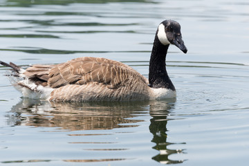 Canada Goose (Kanada Gans) swimming