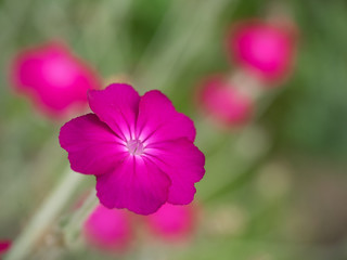 This beautiful pink flowers