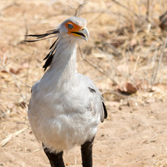 Portrait of a Secretary Bird