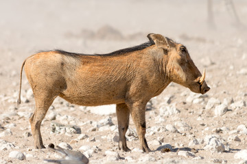 Portrait of a Warthog