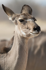 Portrait of a Kudu (Antelope)