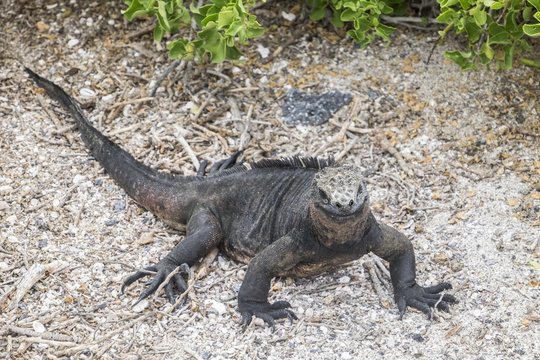 Smiling Galapagos iguana