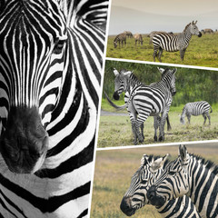 Collage of Zebras from Tanzania - travel background (my photos)