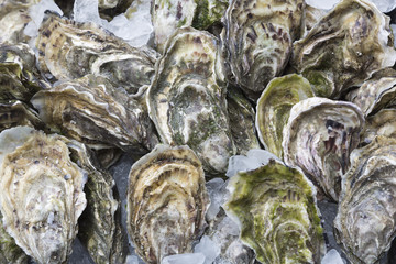Frische Austern auf Eis